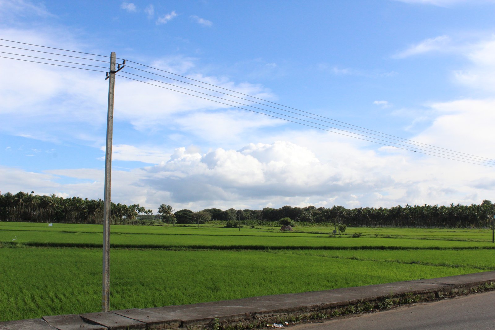 Agriculture Davanagere